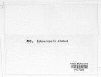 Sphaeropsis atomus image